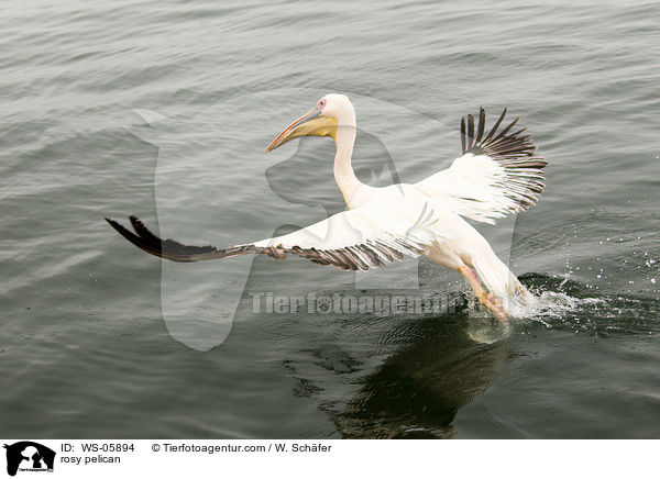 rosy pelican / WS-05894