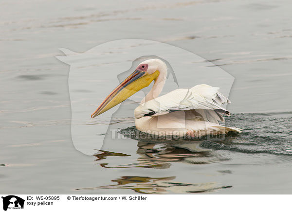 rosy pelican / WS-05895