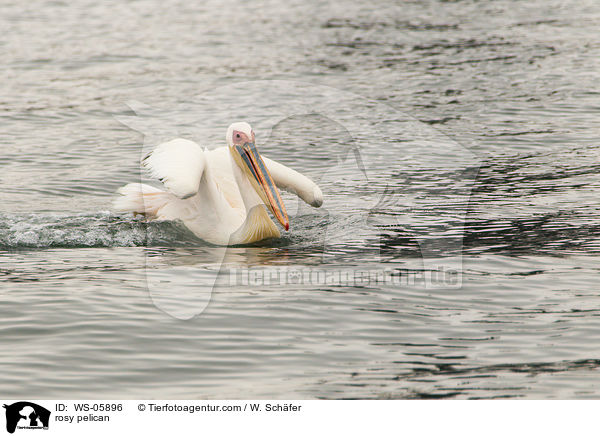 rosy pelican / WS-05896