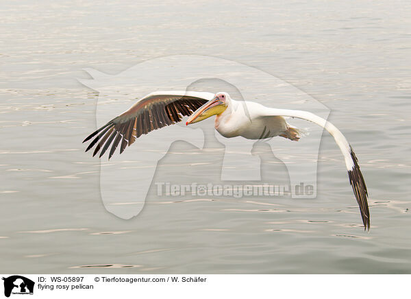 flying rosy pelican / WS-05897