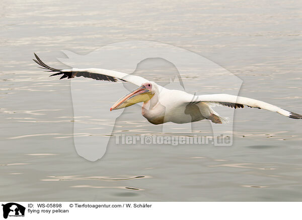 flying rosy pelican / WS-05898