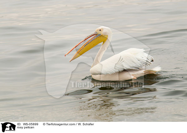 rosy pelican / WS-05899
