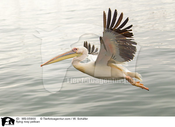 flying rosy pelican / WS-05900