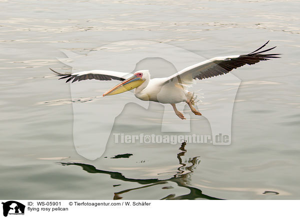 flying rosy pelican / WS-05901