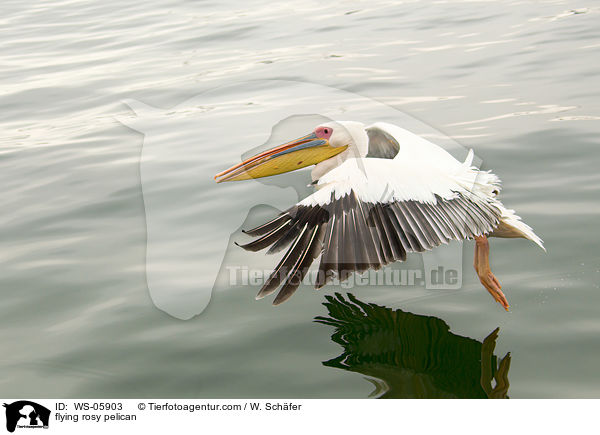 flying rosy pelican / WS-05903