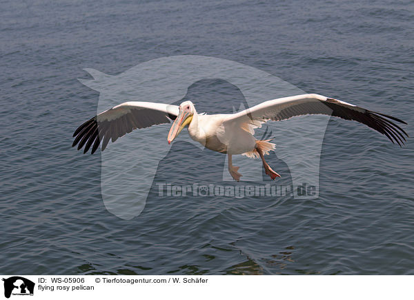 flying rosy pelican / WS-05906