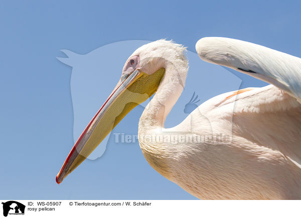 rosy pelican / WS-05907