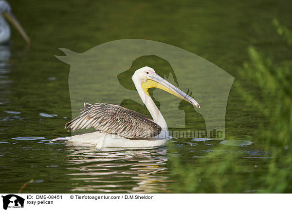 rosy pelican / DMS-08451