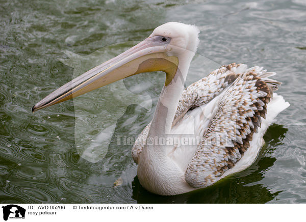rosy pelican / AVD-05206