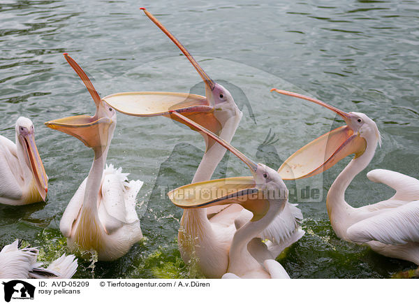 rosy pelicans / AVD-05209