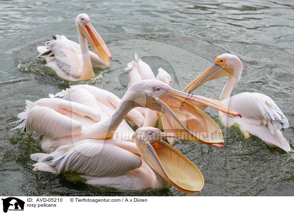 rosy pelicans / AVD-05210