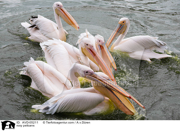 rosy pelicans / AVD-05211