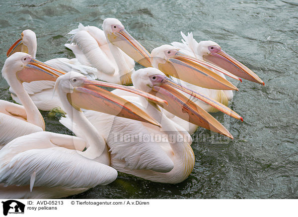 rosy pelicans / AVD-05213