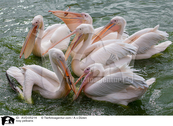 rosy pelicans / AVD-05214
