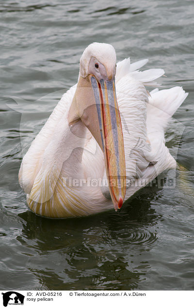 rosy pelican / AVD-05216