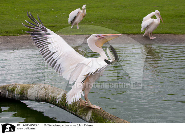 rosy pelicans / AVD-05220
