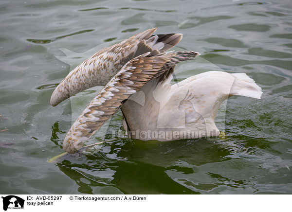 rosy pelican / AVD-05297