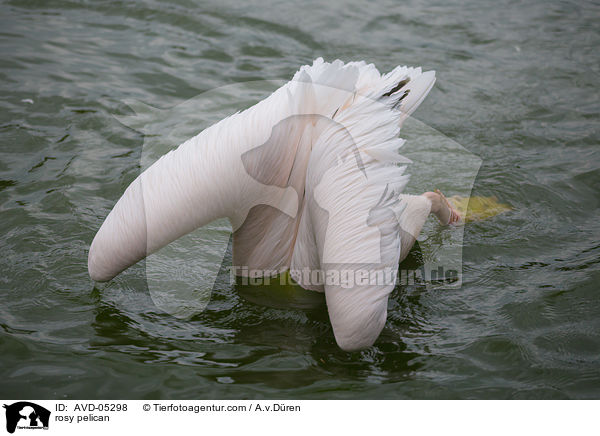 rosy pelican / AVD-05298