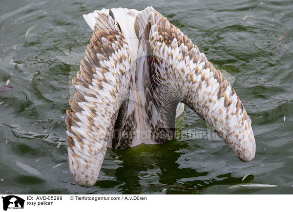 rosy pelican / AVD-05299