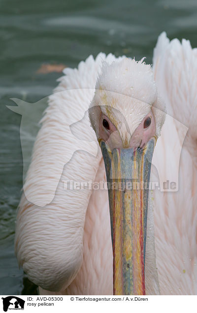 rosy pelican / AVD-05300