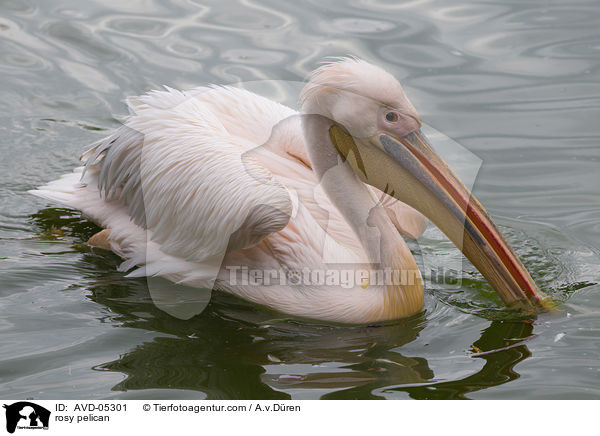 rosy pelican / AVD-05301