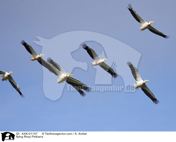 fliegende Rosapelikane / flying Rosy Pelicans / AXK-01147