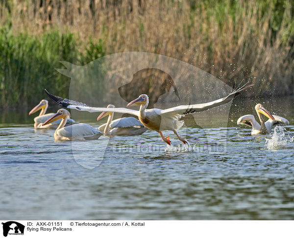fliegende Rosapelikane / flying Rosy Pelicans / AXK-01151