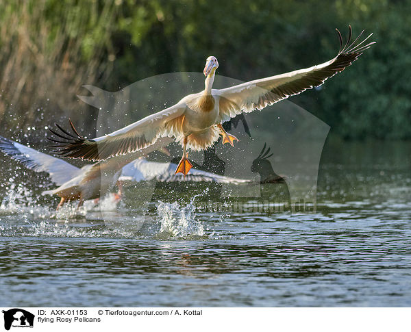 fliegende Rosapelikane / flying Rosy Pelicans / AXK-01153