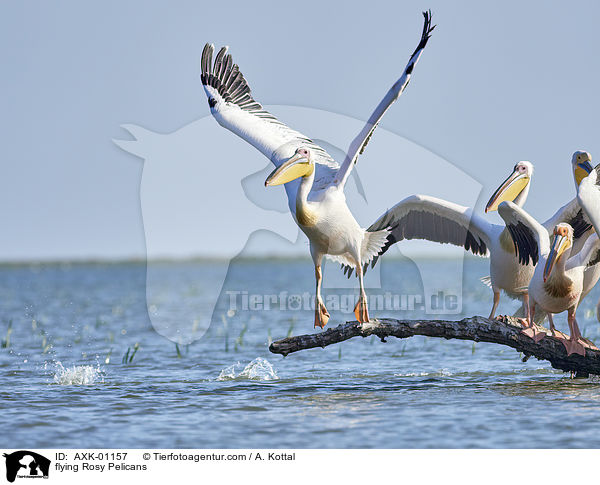 fliegende Rosapelikane / flying Rosy Pelicans / AXK-01157