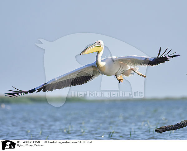fliegender Rosapelikan / flying Rosy Pelican / AXK-01158