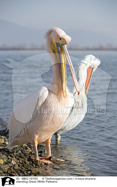 standing Great White Pelicans / MBS-19760