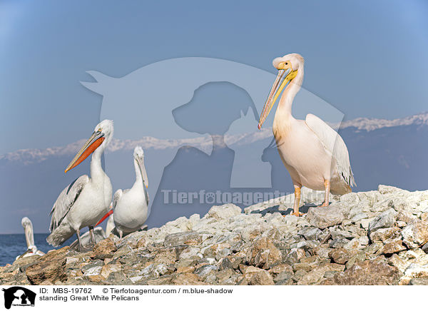standing Great White Pelicans / MBS-19762