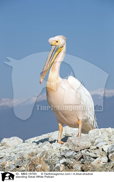 standing Great White Pelican / MBS-19764