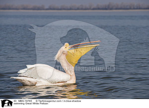 swimming Great White Pelican / MBS-19765