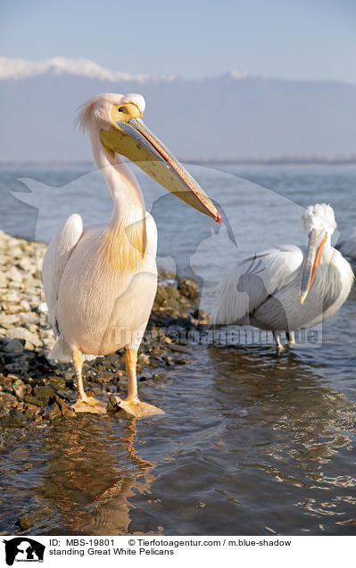 standing Great White Pelicans / MBS-19801