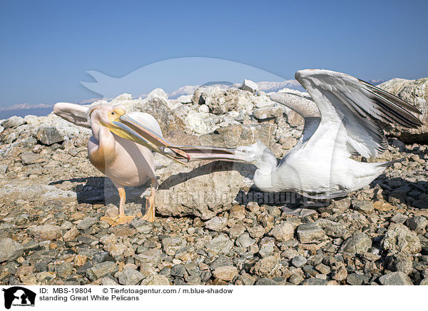 stehende Rosapelikane / standing Great White Pelicans / MBS-19804