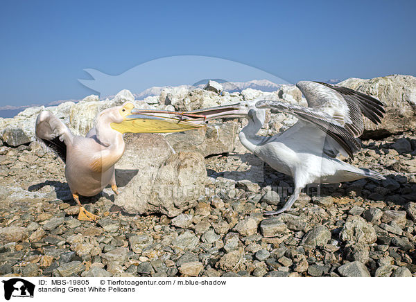 stehende Rosapelikane / standing Great White Pelicans / MBS-19805