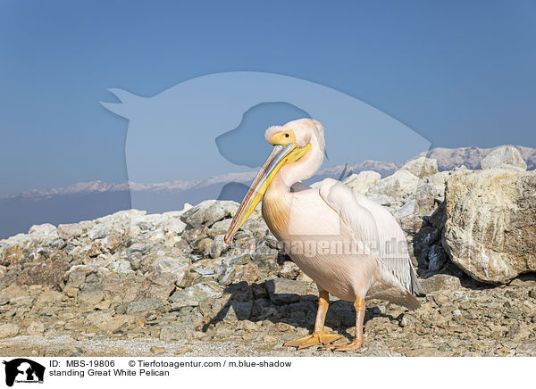 standing Great White Pelican / MBS-19806
