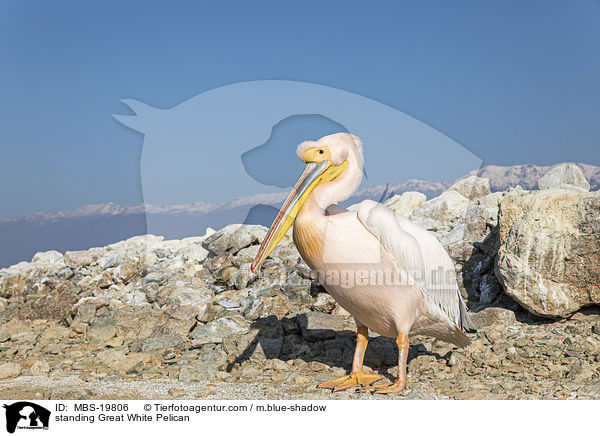 stehender Rosapelikan / standing Great White Pelican / MBS-19806