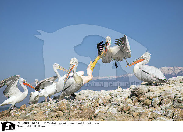 Rosapelikane / Great White Pelicans / MBS-19808