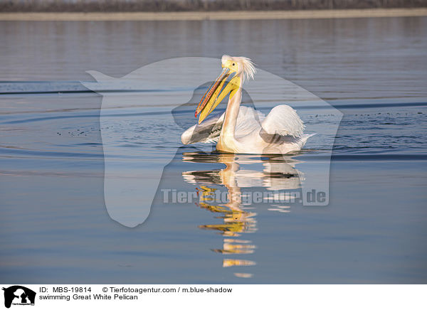 schwimmender Rosapelikan / swimming Great White Pelican / MBS-19814