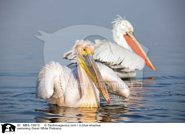 swimming Great White Pelicans / MBS-19815