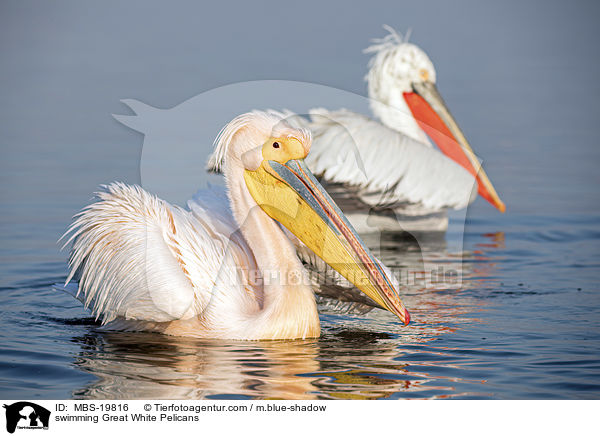 swimming Great White Pelicans / MBS-19816