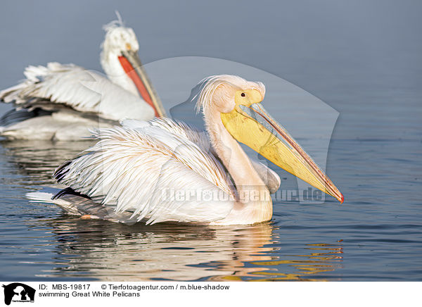 swimming Great White Pelicans / MBS-19817