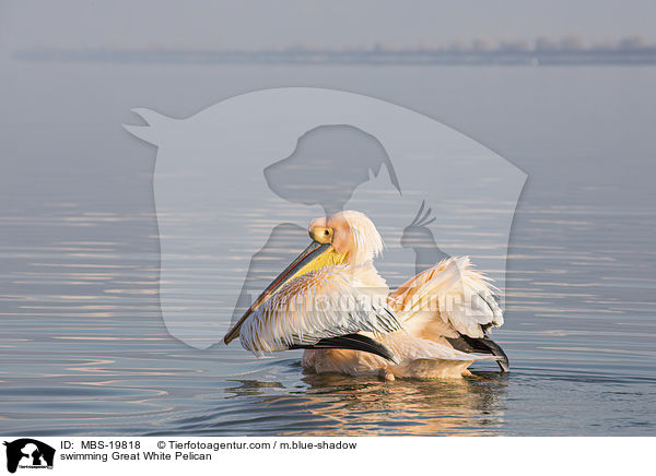 swimming Great White Pelican / MBS-19818