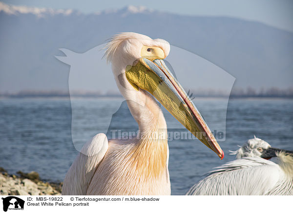 Great White Pelican portrait / MBS-19822