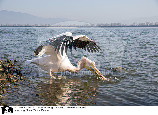standing Great White Pelican / MBS-19823