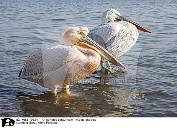 standing Great White Pelicans / MBS-19824