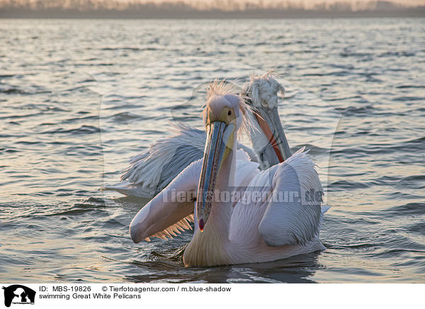 swimming Great White Pelicans / MBS-19826