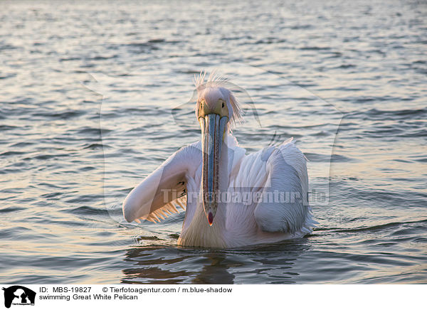 swimming Great White Pelican / MBS-19827